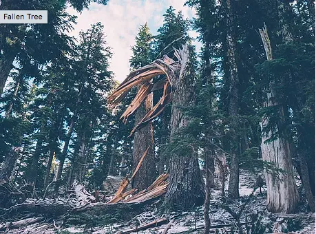 Professional yard maintenance for beautiful yards across Longmont, CO - Boulder County Stump and Snow