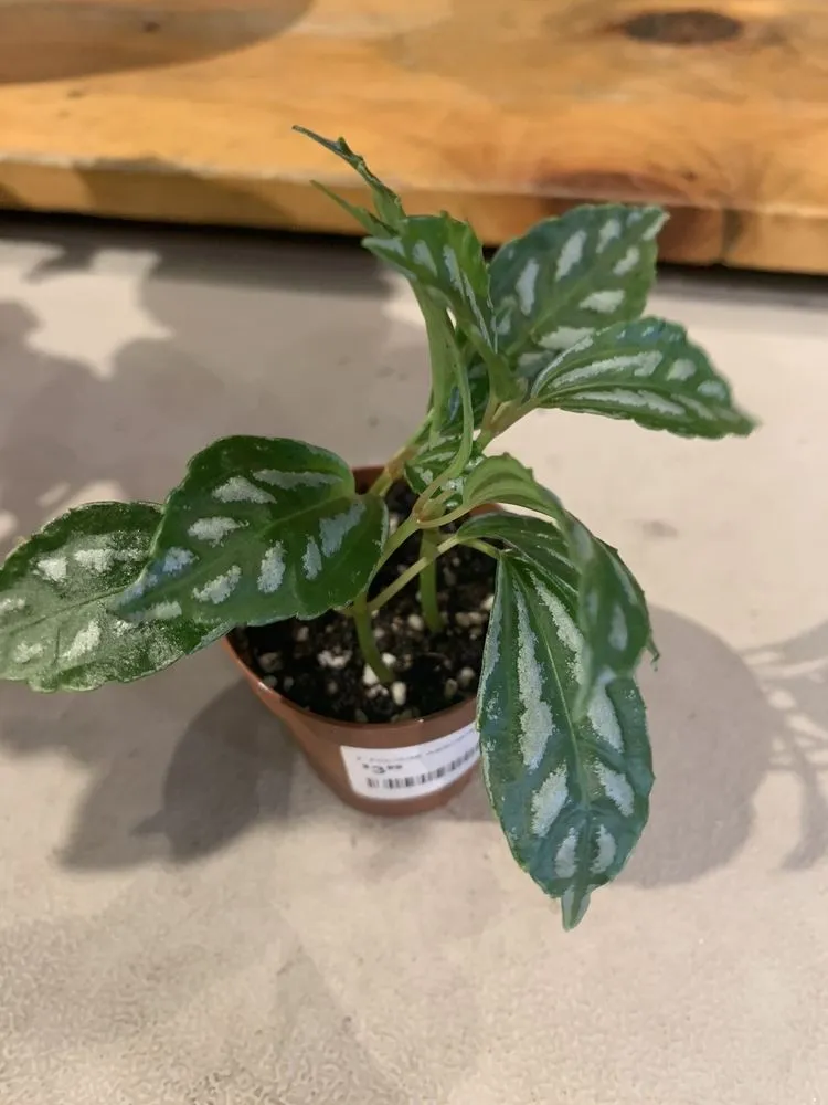 Custom yard maintenance experts serving Buckingham, PA - Bountiful Acres