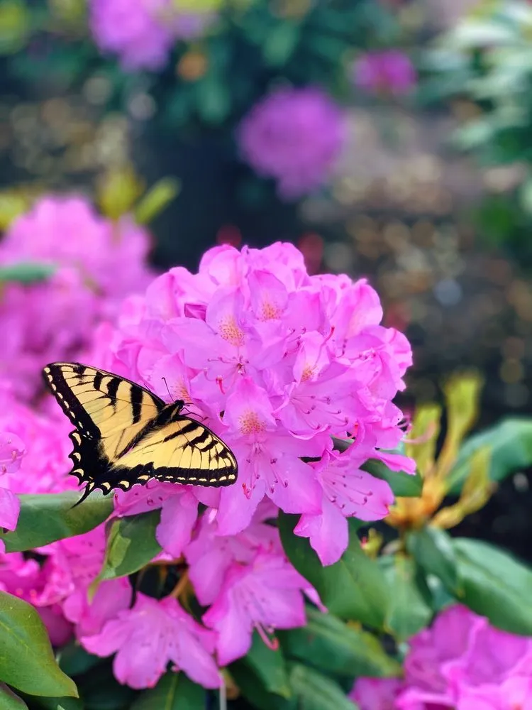 Trusted yard maintenance for beautiful yards across Buckingham, PA - Bountiful Acres