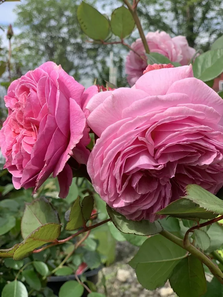 Top-rated yard maintenance for residential properties in Buckingham, PA by Bountiful Acres