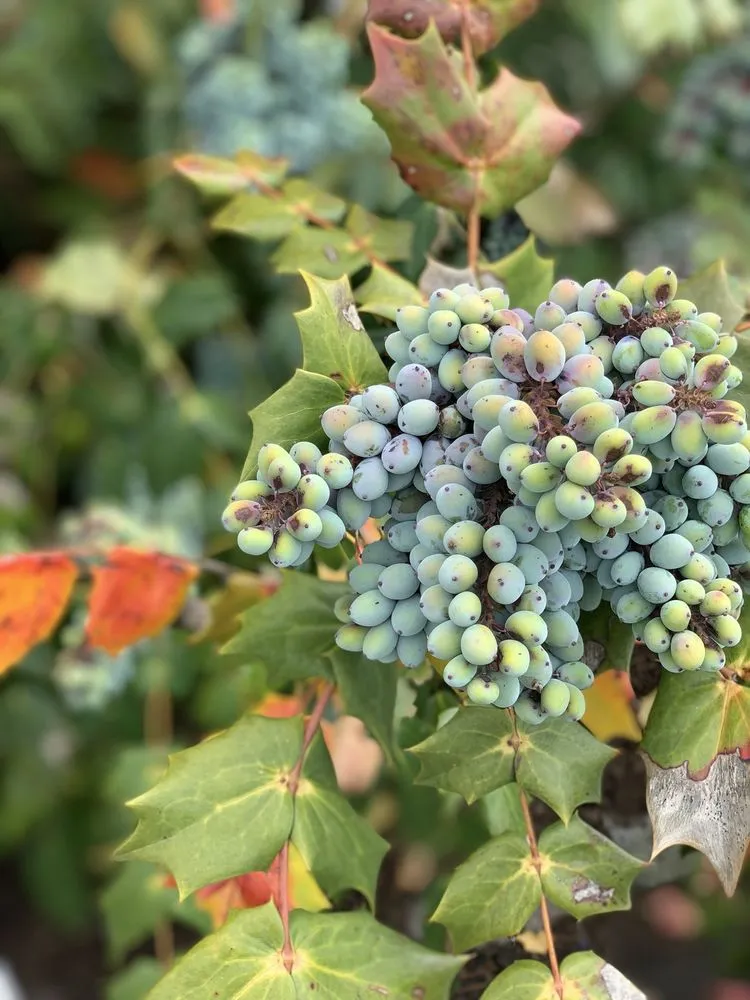 Professional residential landscaping for residential properties in Buckingham, PA by Bountiful Acres