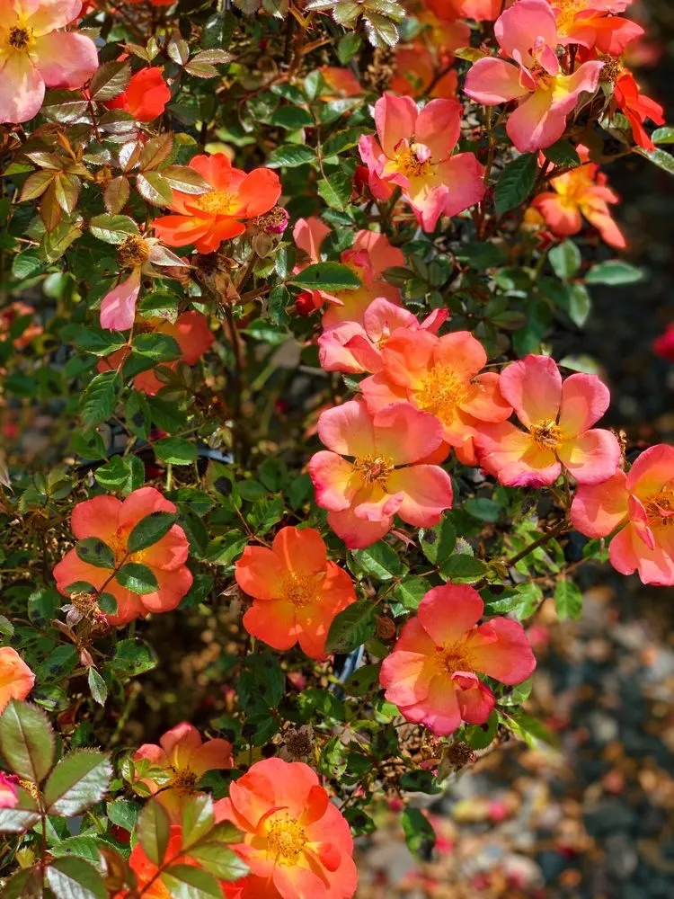 Professional garden landscaping in Buckingham, PA - Bountiful Acres