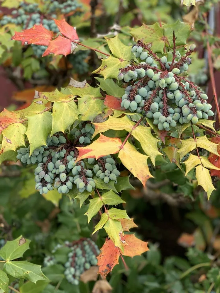 Reliable lawn care service with custom design in Buckingham, PA by Bountiful Acres