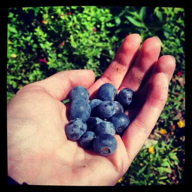 Local garden landscaping for year-round maintenance across Durham, NC - Bountiful Backyards