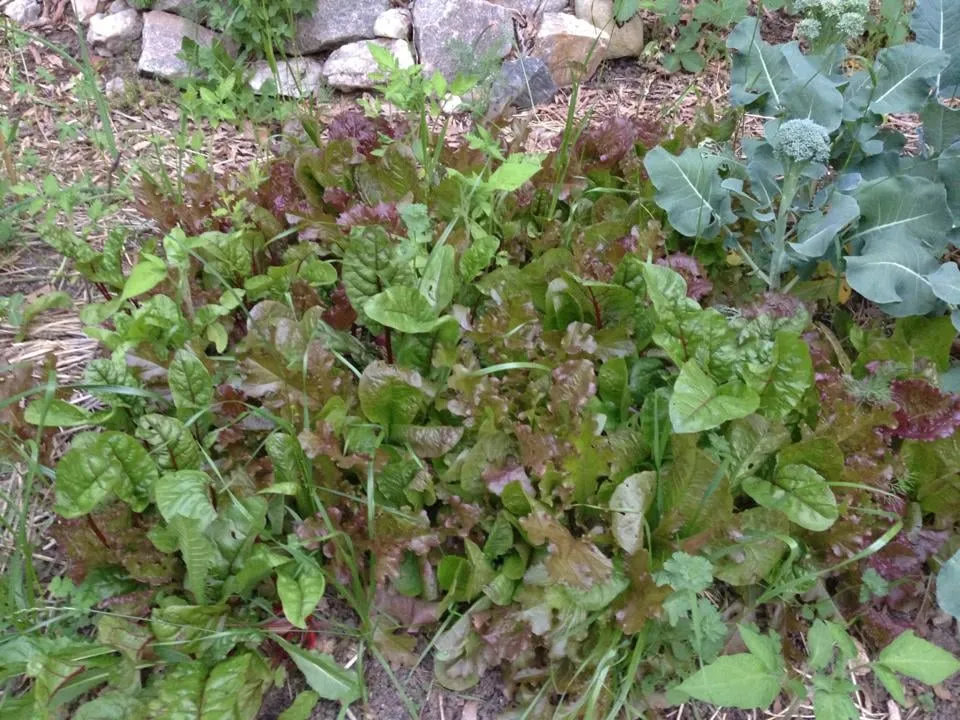 Professional lawn mowing service experts serving Durham, NC - Bountiful Backyards