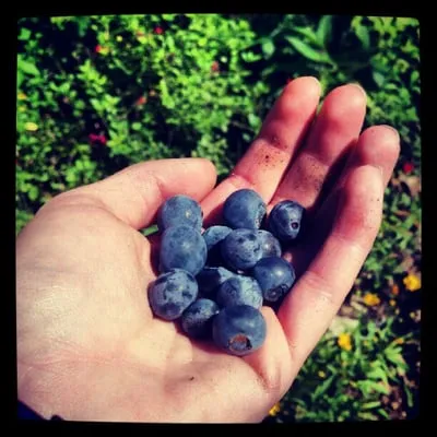 Bountiful Backyards Logo