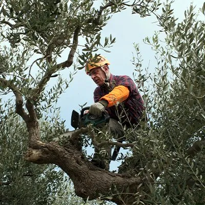 Trusted landscaping services for homes across Lakeside, CA - Bourdon's True Tree Service