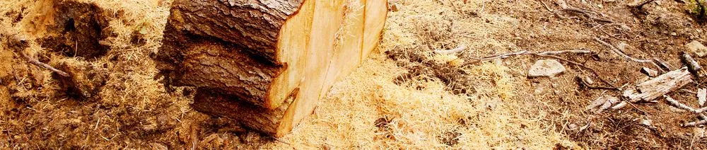 Expert landscape installation for residential properties across Lakeside, CA - Bourdon's True Tree Service