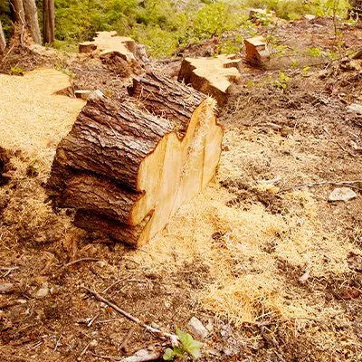 Trusted lawn mowing service for outdoor upgrades in Lakeside, CA by Bourdon's True Tree Service