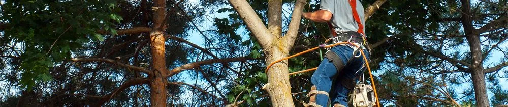 Reliable yard cleanup service in Lakeside, CA by Bourdon's True Tree Service