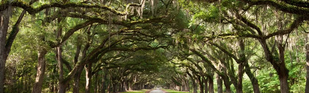 Local residential landscaping experts serving Lakeside, CA - Bourdon's True Tree Service