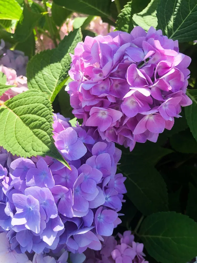 Expert yard maintenance in Newport, RI by Bourne Green Horticulture