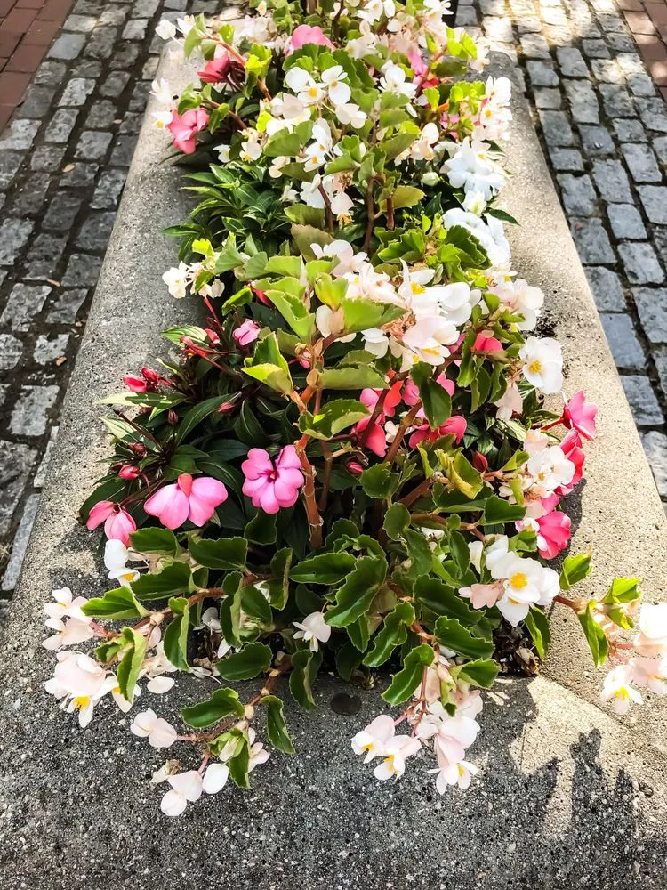 Custom lawn mowing service in Newport, RI by Bourne Green Horticulture