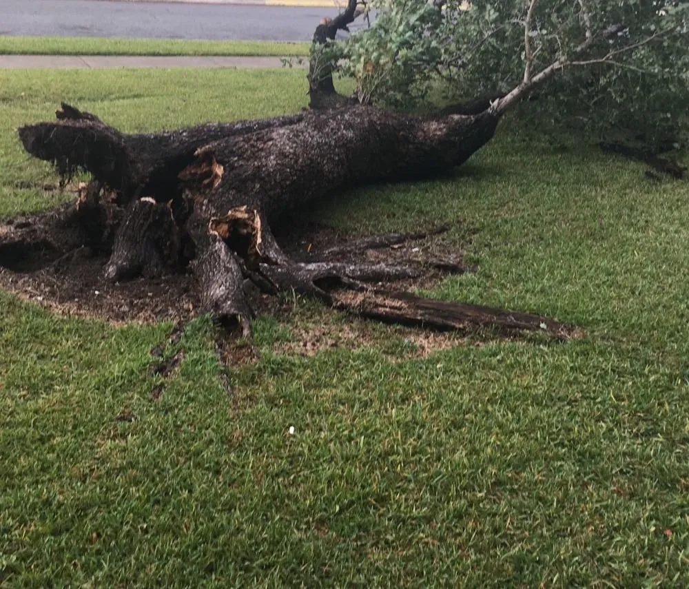 Trusted residential landscaping for year-round maintenance in New Orleans, LA by Bouvardia Lawns