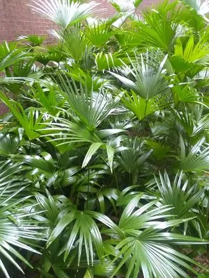 Bouvardia Lawns Logo