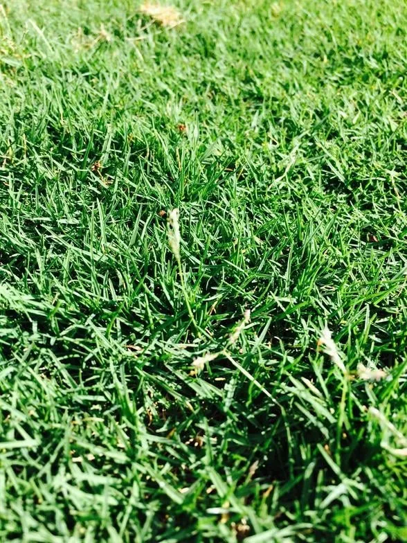 Reliable residential landscaping in West Palm Beach, FL - Bove Turf & Landscape