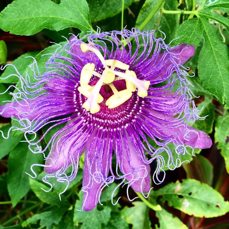 Reliable lawn care service in West Palm Beach, FL by Bove Turf & Landscape