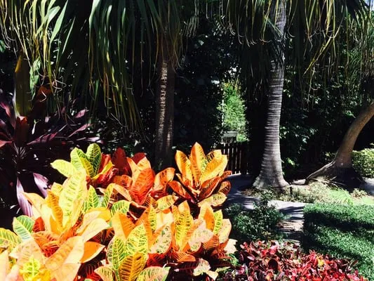 Bove Turf & Landscape Logo