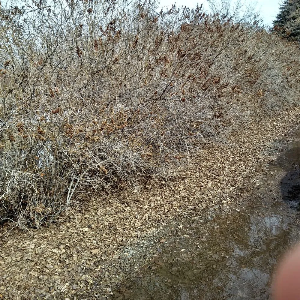 Professional lawn mowing service for outdoor upgrades in Basin, WY by Bowden's Lawn Care