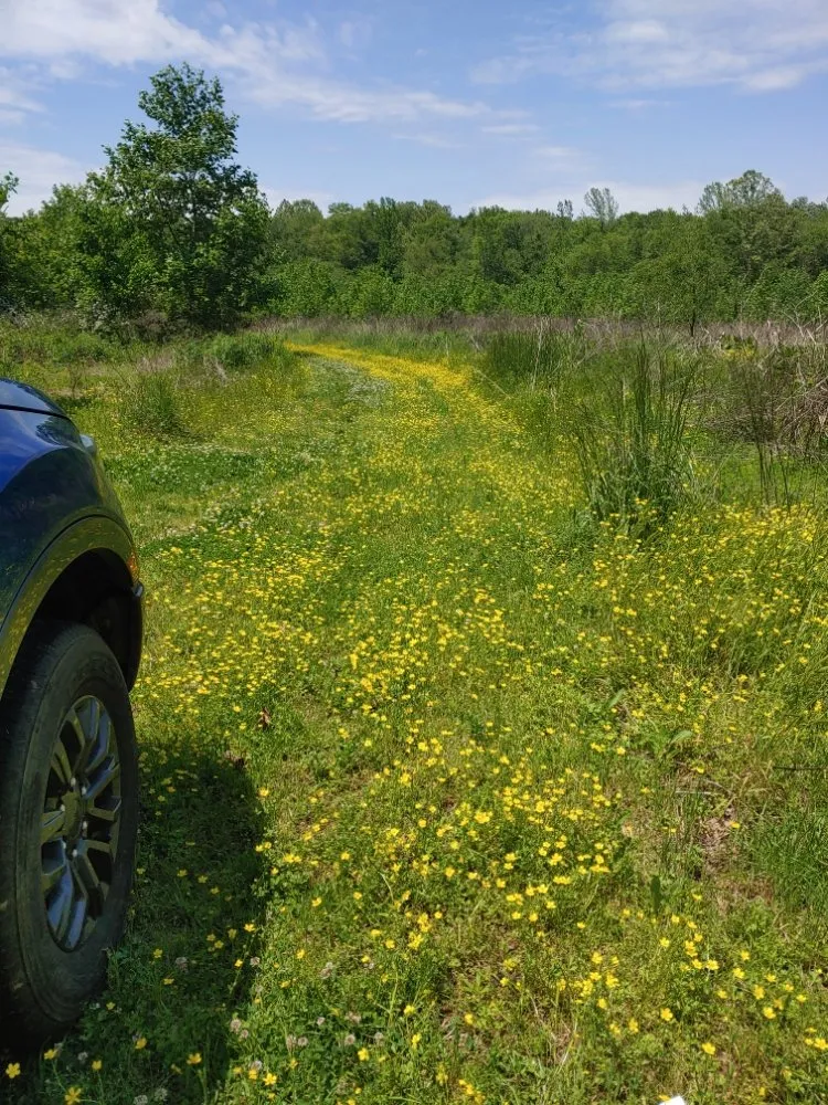 Affordable residential landscaping experts serving Paris, TN - Bowen's Lawn Service