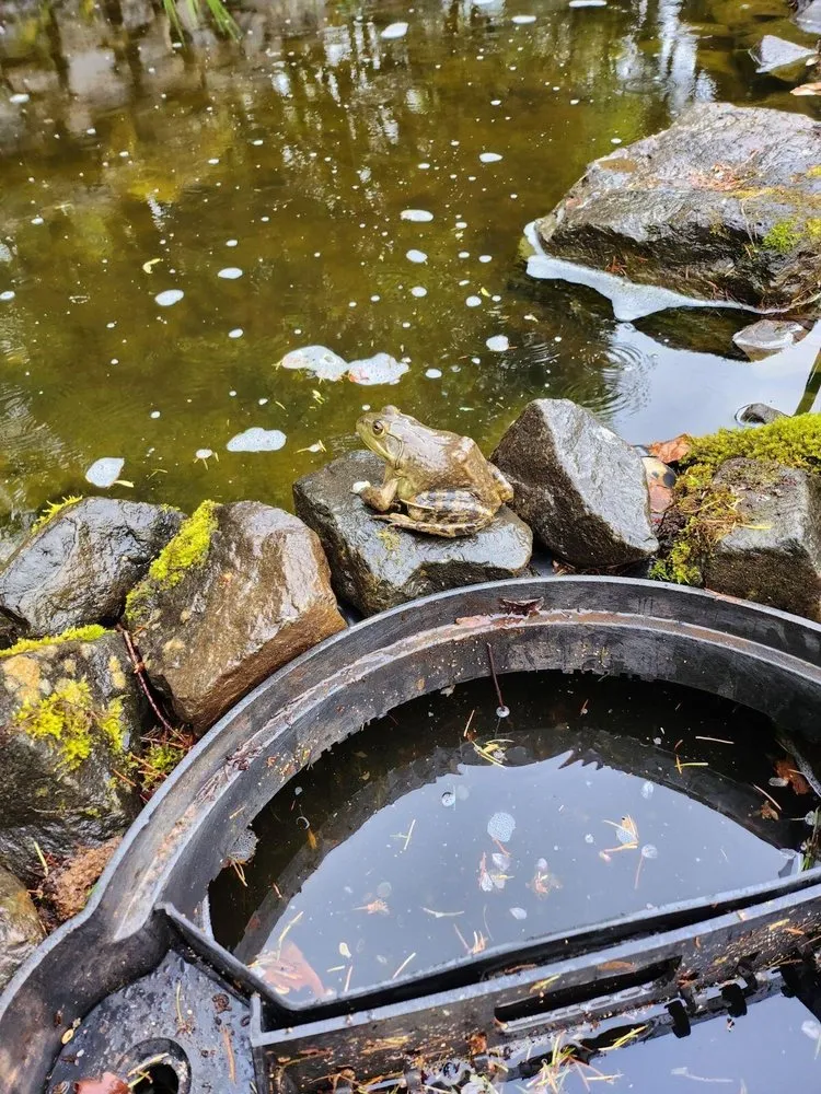 Reliable yard cleanup service in New Orleans, LA by Bowman Landscaping