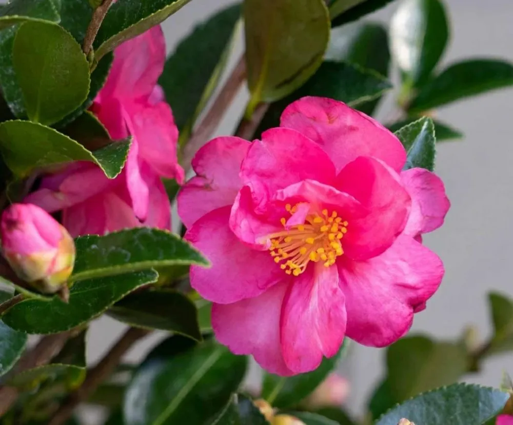 Reliable yard cleanup service in New Orleans, LA by Bowman Landscaping