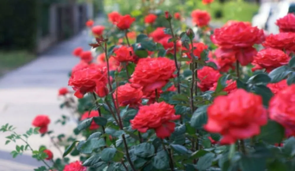 Expert yard cleanup service with custom design in New Orleans, LA by Bowman Landscaping