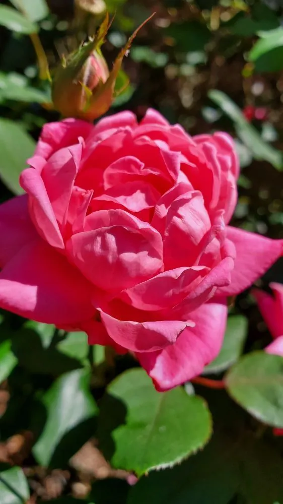 Custom yard cleanup service for residential properties across New Orleans, LA - Bowman Landscaping