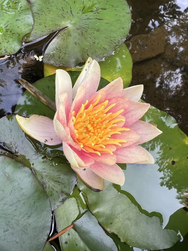 Professional landscape design experts serving New Orleans, LA - Bowman Landscaping