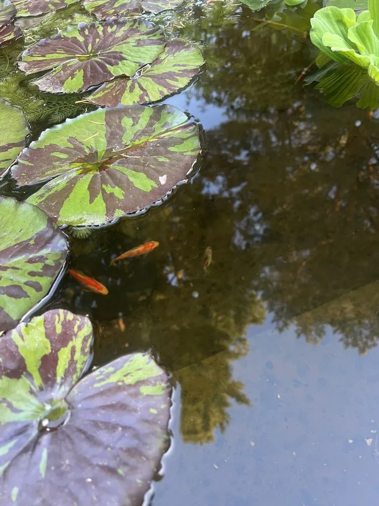 Professional landscaping services in New Orleans, LA - Bowman Landscaping