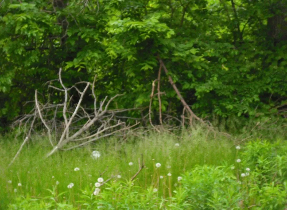 Reliable residential landscaping experts serving Chicago, IL - Bowman Property Services