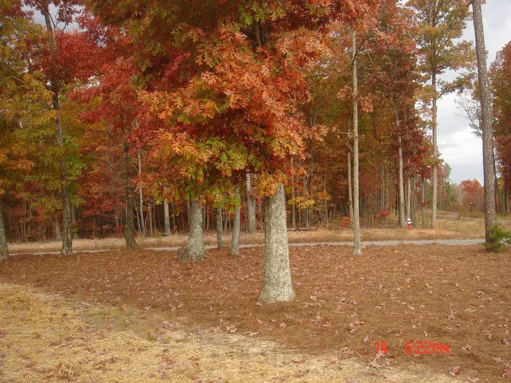 Trusted outdoor landscaping in Wake Forest, NC by Bowman's Landscaping & Lawn care