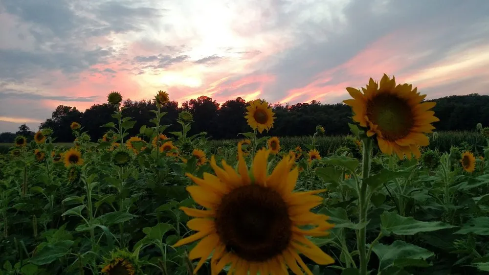 Professional lawn mowing service for year-round maintenance in Bel Air, MD by Boxwood Farms Nursery & Landscaping