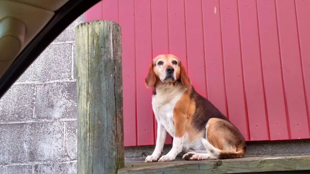 Affordable residential landscaping experts serving Bel Air, MD - Boxwood Farms Nursery & Landscaping