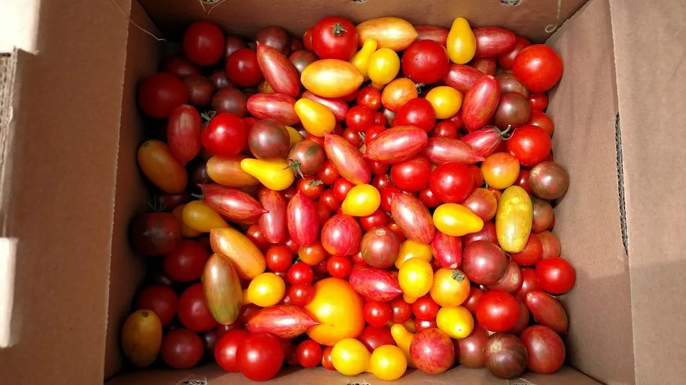 Trusted lawn mowing service experts serving Bel Air, MD - Boxwood Farms Nursery & Landscaping