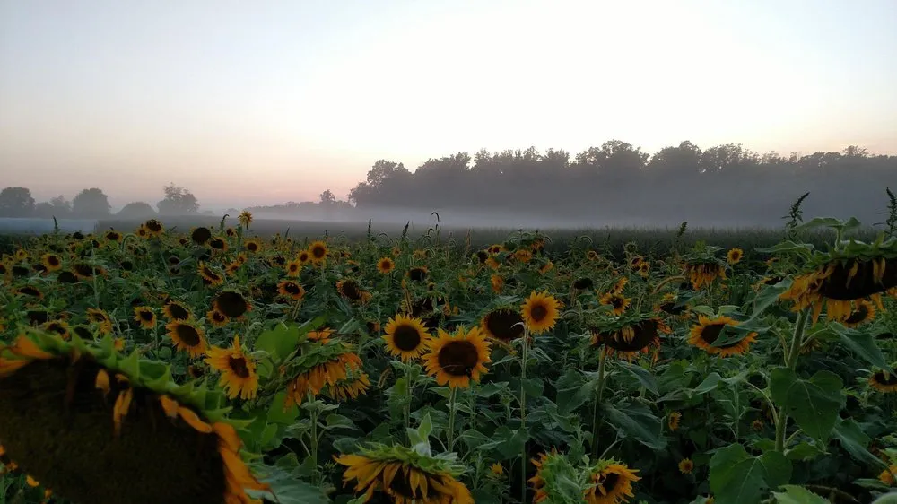 Expert residential landscaping for year-round maintenance across Bel Air, MD - Boxwood Farms Nursery & Landscaping