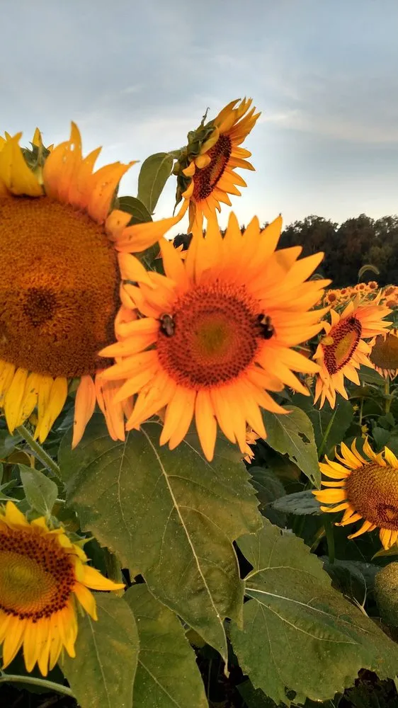 Affordable residential landscaping for year-round maintenance in Bel Air, MD by Boxwood Farms Nursery & Landscaping