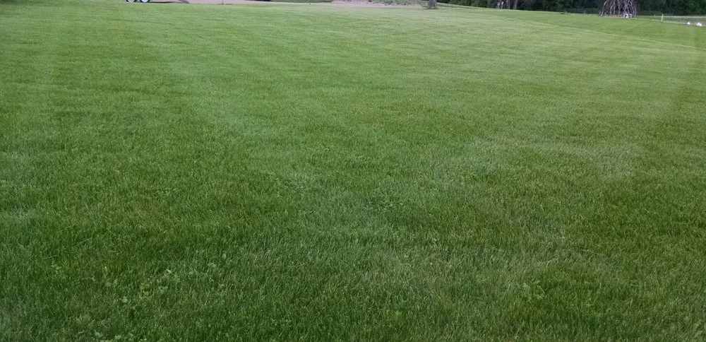 Reliable yard cleanup service in Kensington, MN - Boyd Lawn