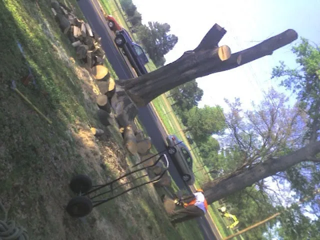 Expert yard maintenance for homes across Somerville, TN - Boyd's Complete Tree Service