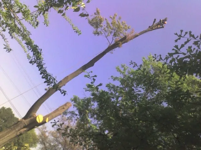 Professional landscape installation with custom design across Somerville, TN - Boyd's Complete Tree Service