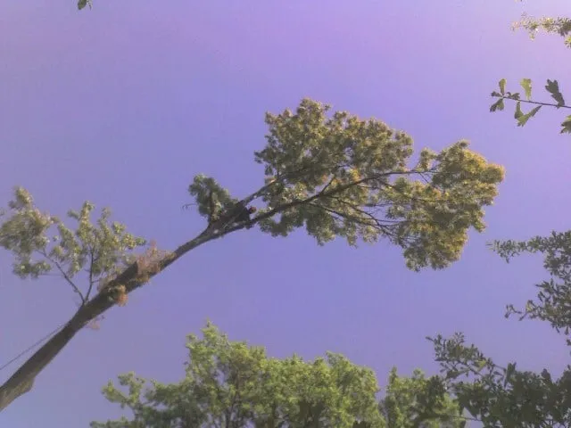 Professional residential landscaping with custom design in Somerville, TN by Boyd's Complete Tree Service