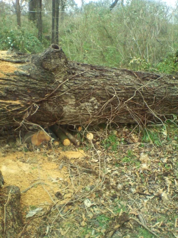 Trusted landscaping services for beautiful yards in Somerville, TN by Boyd's Complete Tree Service