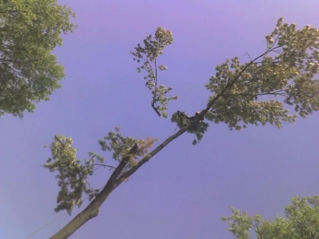 Expert yard maintenance for beautiful yards in Somerville, TN by Boyd's Complete Tree Service