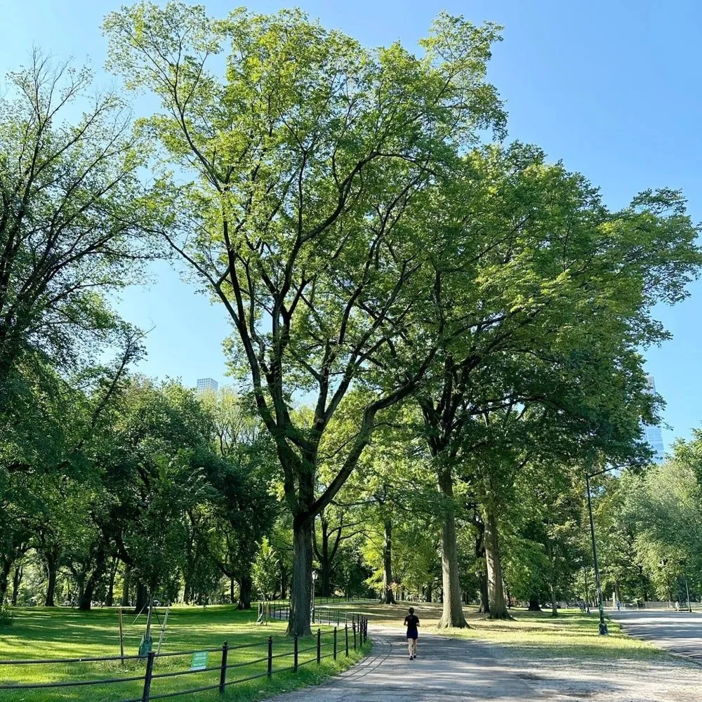 Local yard cleanup service for residential properties in Hilliard, FL by Boyd's Lawn Care And Dabris