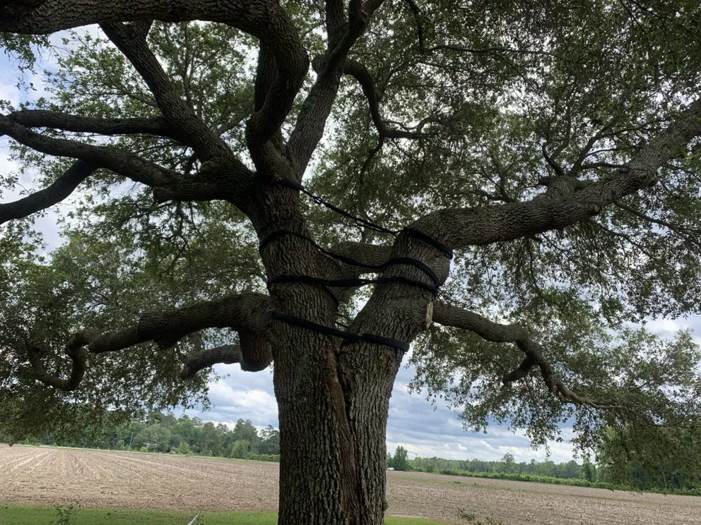 Expert landscaping services with custom design in Johnsonville, SC by Boyd’s Mowing & More