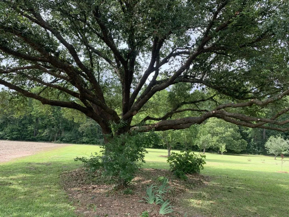 Custom lawn care service for year-round maintenance in Johnsonville, SC by Boyd’s Mowing & More
