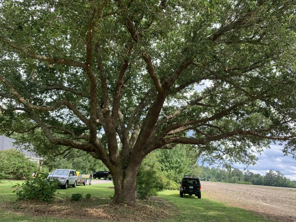 Professional outdoor landscaping near you across Johnsonville, SC - Boyd’s Mowing & More