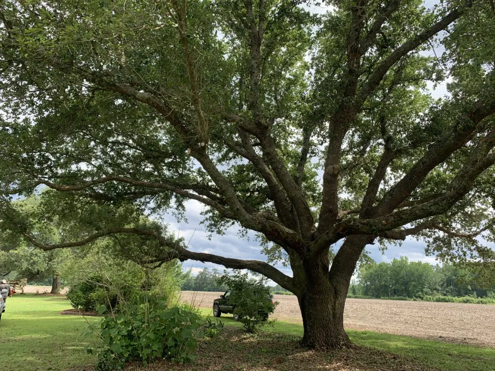 Reliable residential landscaping for residential properties across Johnsonville, SC - Boyd’s Mowing & More