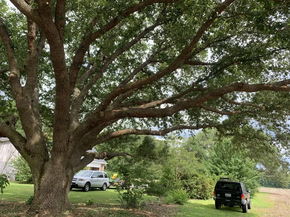 Local residential landscaping in Johnsonville, SC - Boyd’s Mowing & More