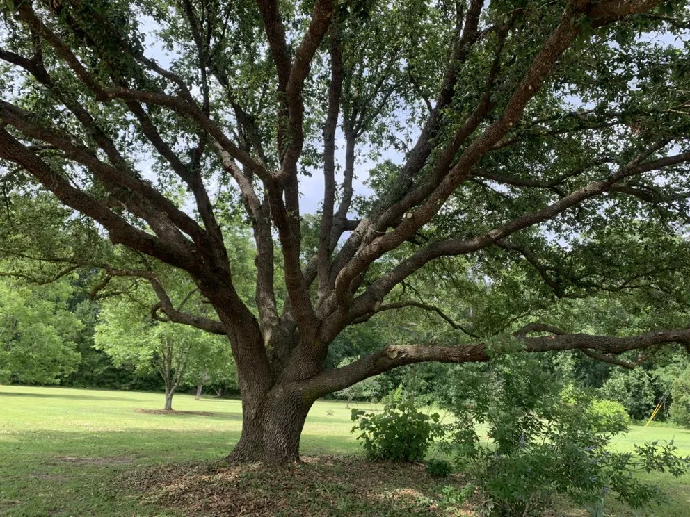 Local landscape design with custom design in Johnsonville, SC by Boyd’s Mowing & More